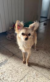 Chihuahua razza pura