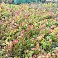 piante di acero palmatum 