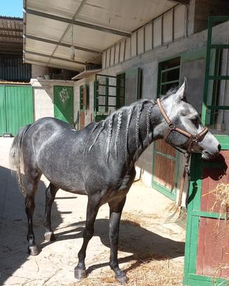 Cavallo purosangue arabo