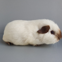 Cavia Skinny/portatori di Skinny