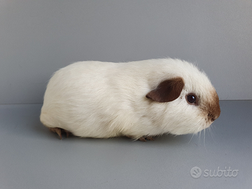 Cavia Skinny/portatori di Skinny