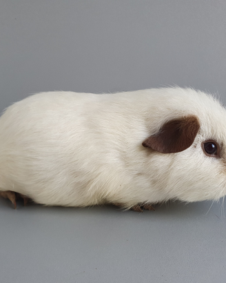 Cavia Skinny/portatori di Skinny