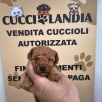 Barboncino toy red 3M 2F anche a rate a distanza