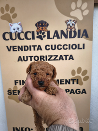 Barboncino toy red 3M 2F anche a rate a distanza