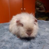 Cuccioli di Cavie di razza Merino Sheltie e Corone