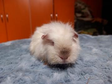 Cuccioli di Cavie di razza Merino Sheltie e Corone