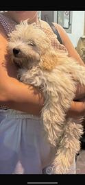 Cucciola di maltipo