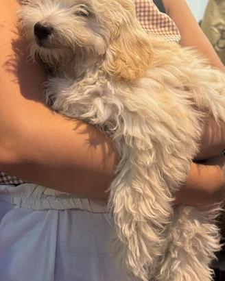Cucciola di maltipo