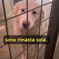 BIANCA 4 ANNI taglia media