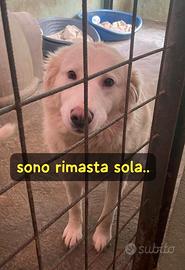 BIANCA 4 ANNI taglia media