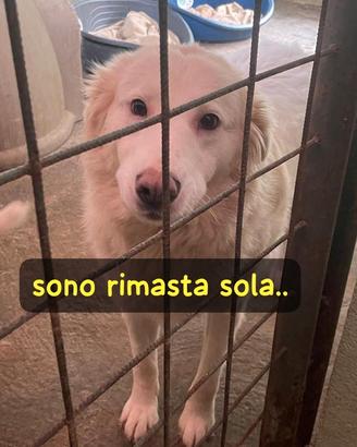 BIANCA 4 ANNI taglia media