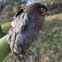 Pulcinotte Marans blu ramato