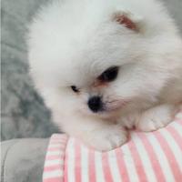 Spitz Pomerania 300 grammi femmina