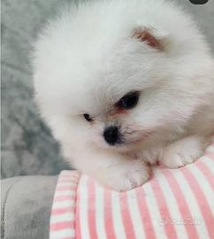 Spitz Pomerania 300 grammi femmina