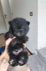 Spiz di Pomerania