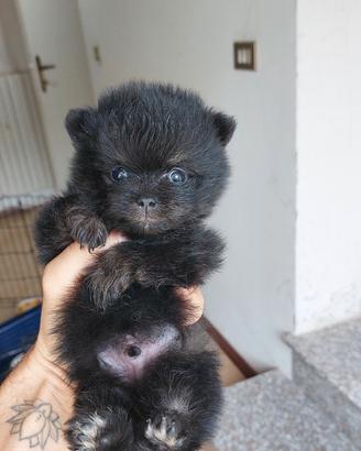 Spiz di Pomerania
