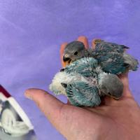 Pulli di inseparabili