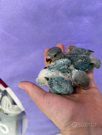 Pulli di inseparabili