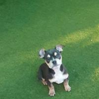 American bully tricolor