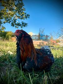 Coppia di Araucana