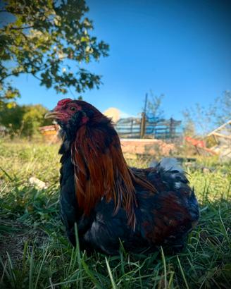 Coppia di Araucana