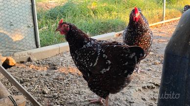 Galli Galline SUSSEX MILLEFIORI