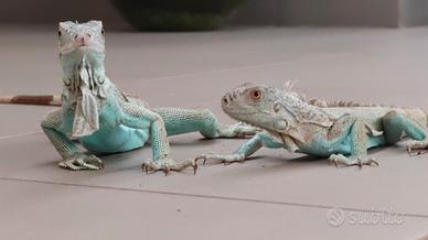 Coppia di Iguana Blu