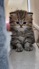 Persiani chinchillà