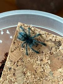 Tarantola blu
