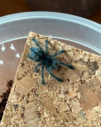 Tarantola blu
