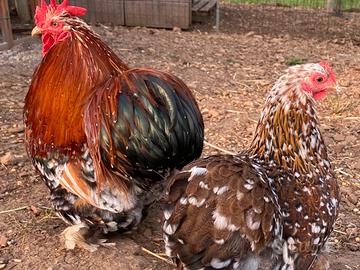 Cocincina nana millefiori