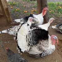 Tacchini ermellinati di Rovigo avicoli ornamentali