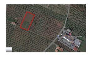 Terreno agricolo località Rotoli