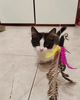 Munchkin femmina