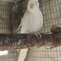 Coppia adulta calopsite albino x faccia b