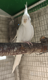 Coppia adulta calopsite albino x faccia b