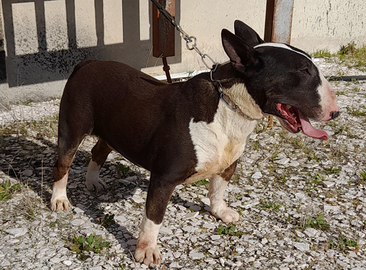 Copia di bull terrier