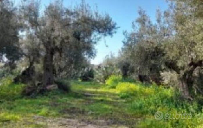 Terreno 28.500 mq recintato con depositi e gebbia - Vista 5