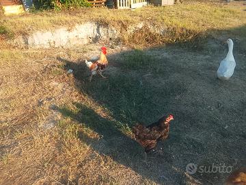 Galline e papere