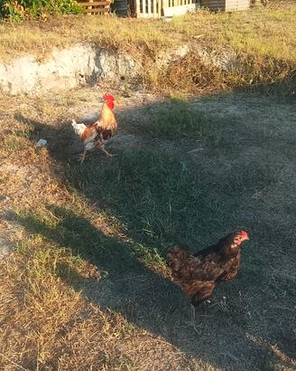 Galline e papere