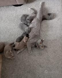 British shorthair