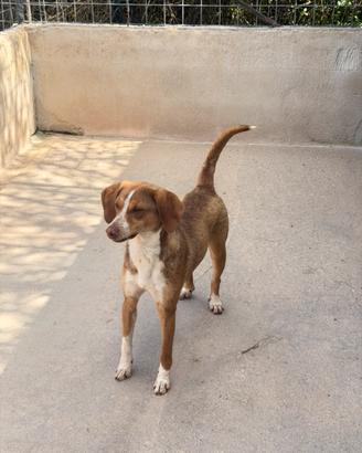 Fly taglia medio piccola