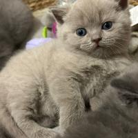 Cucciola British shorthair