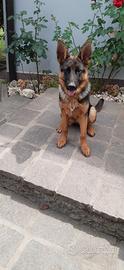 Animali