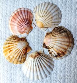 Gusci per Capesante nr 5 pezzi.