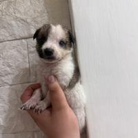 Cuccioli di maltipoo