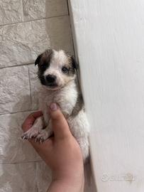 Cuccioli di maltipoo