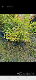 piante nandina