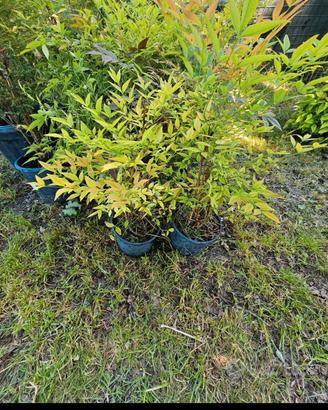 piante nandina