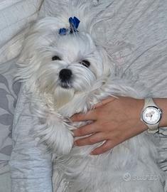 Cucciolo MALTESE pedigree ENCI